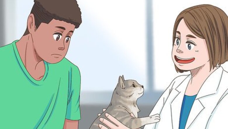 How to Deal with Your Cat Pacing at Night
