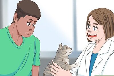 How to Deal with Your Cat Pacing at Night