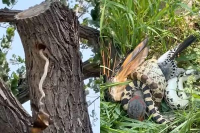 Watch: Bird Fights Snake To Protect Her Offspring And ...