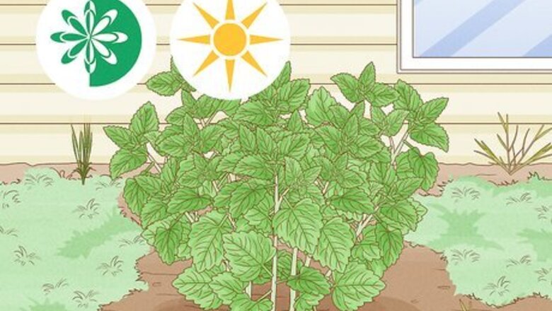 How to Dry Fresh Grown Catnip