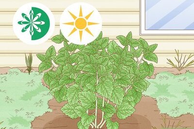 How to Dry Fresh Grown Catnip