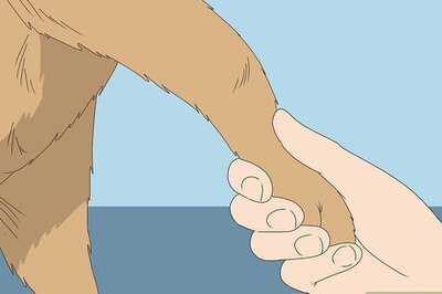 How to Treat a Limping Dog at Home