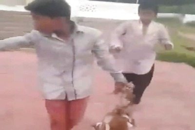 Hyderabad: Teens Burn Alive 3 Puppies; Another Shoots Dead a Dog