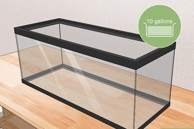 How to Breed Ghost Shrimp