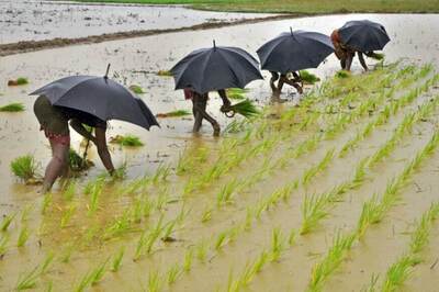 India Receives Above Normal Rains This Week, Spurring Crop Planting