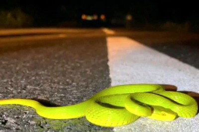 Salazar Pit Viper, Named After 'Harry Potter' Character, Found In Assam's Kaziranga National Park