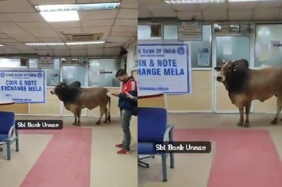 Bull Enters SBI Branch in Uttar Pradesh's Unnao, Internet Quips: 'Come After Lunch'