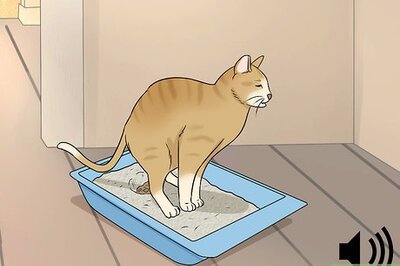 How to Identify Cat Stool Problems
