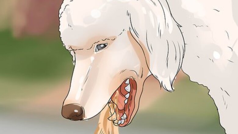 How to Treat Canine Leptospirosis