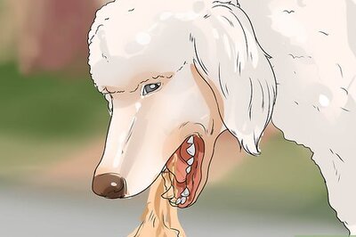 How to Treat Canine Leptospirosis