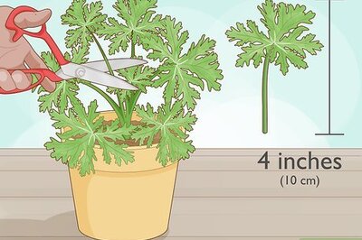 How to Grow Citronella