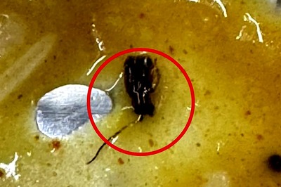 Mumbai Man Finds Cockroaches in Dal on Vanda Bharat Express: 'They Were Crawling in the Pantry’