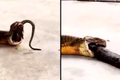 Watch: King Cobra Throws Up 3 Snakes In Middle Of Road
