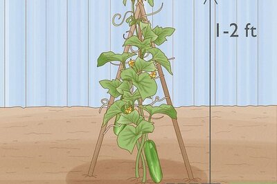 How to Remove Suckers from a Cucumber Plant