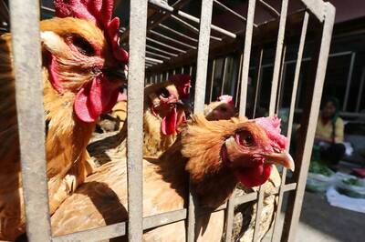 Bird Flu Outbreak Confirmed in Eastern Part of Bengaluru