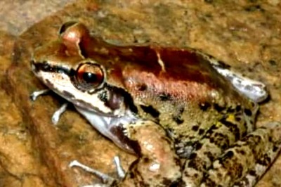 'Frog-ization': The Bizarre Dating Phenomenon GenZ Is Experiencing