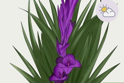 How to Cut Gladiolus