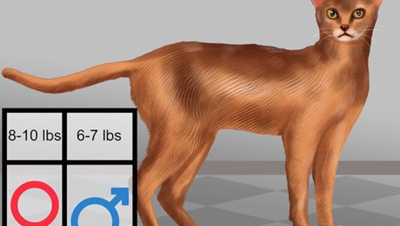 How to Identify an Abyssinian Cat