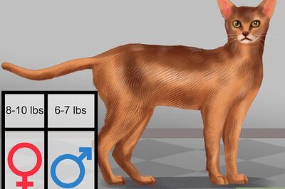 How to Identify an Abyssinian Cat