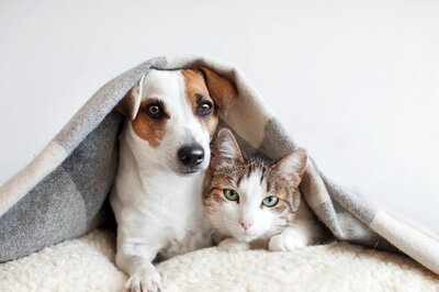 Winter Pet Care Guide For Your Furry Friends