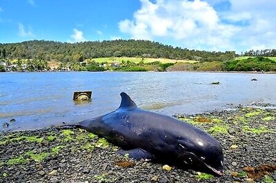 Oil Not Found In Dead Mauritius Dolphins - Preliminary Autopsy