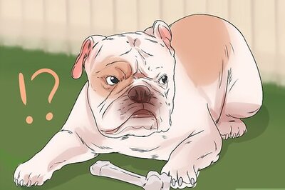 How to Help a Reactive Dog Relax Around Food