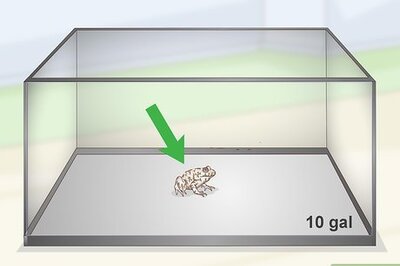 How to Care for Wild Southern Toads