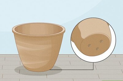 How to Grow Potted Plants