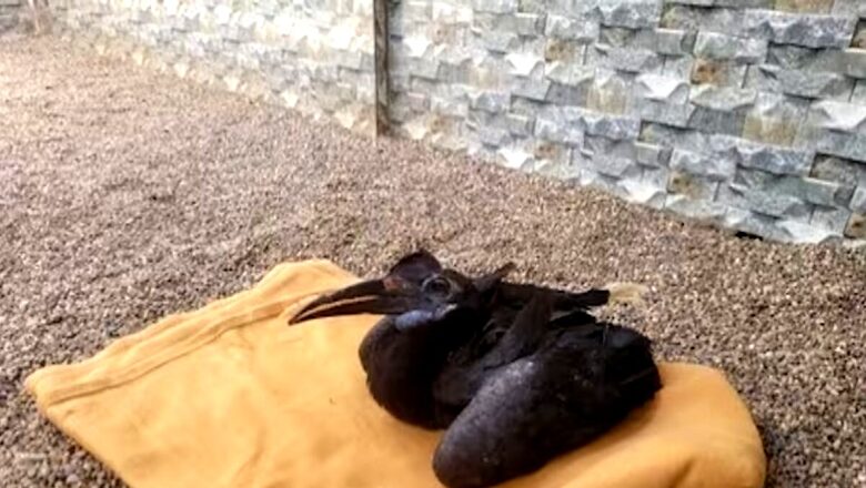 Vantara Success Story: Rescued Hornbill Back in ‘Pecking Order’ after Treatment of Beak Fracture