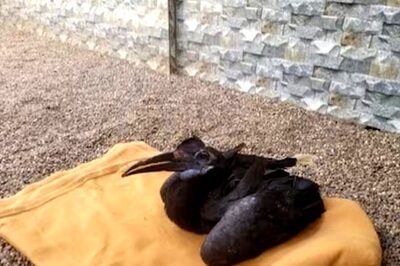 Vantara Success Story: Rescued Hornbill Back in ‘Pecking Order’ after Treatment of Beak Fracture