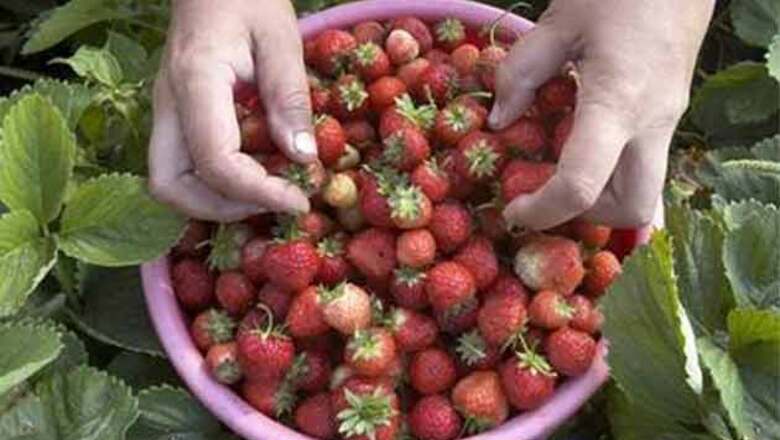 Gene code cracked for strawberries and chocolate
