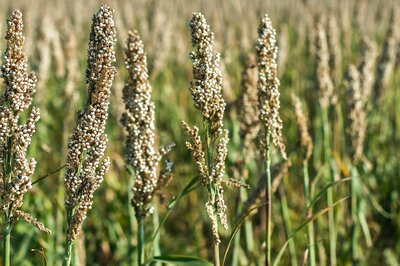Millets to Increase Income of Small and Marginal Farmers: Govt