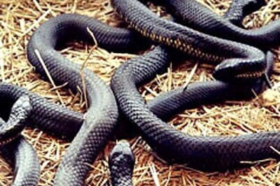 Mumbai's top snake-man falls to cobra attack