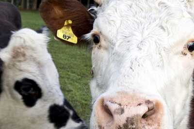 New Zealand To Tax Burps Of Cows, Sheep To Cut Greenhouse Emissions