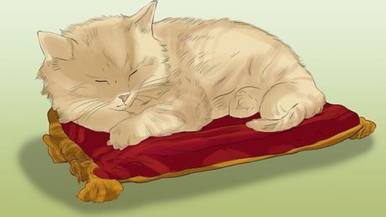 How to Take Photos of Adoptable Cats