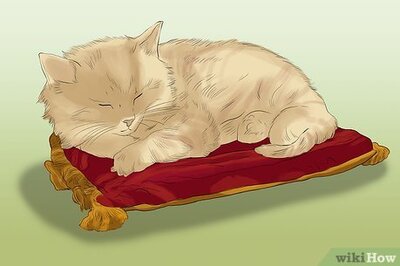 How to Take Photos of Adoptable Cats