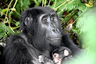 Uganda Says It Has Rare Gorilla 'baby Boom' In Park In Country's Southwest