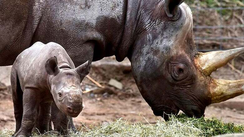 Critically Endangered Black Rhino Born in French Zoo