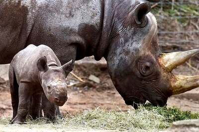 Critically Endangered Black Rhino Born in French Zoo
