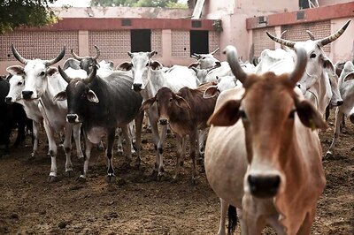 Uttarakhand Assembly Adopts Resolution to Declare Cow As ‘Rashtra Mata’; Congress Okays the Move