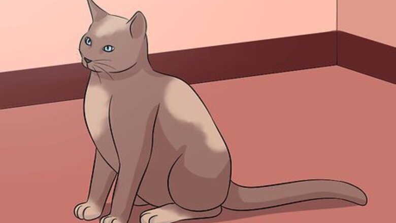 How to Diagnose Eyelid Conditions in Cats