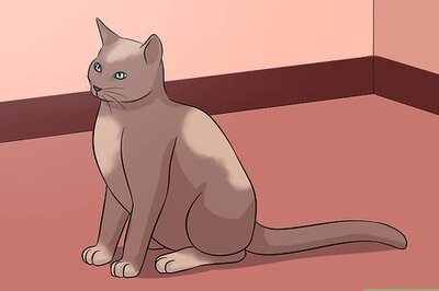 How to Diagnose Eyelid Conditions in Cats