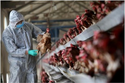 No Laboratory Confirmed Human Case of Avian Influenza Reported in Country So Far: MoS Health