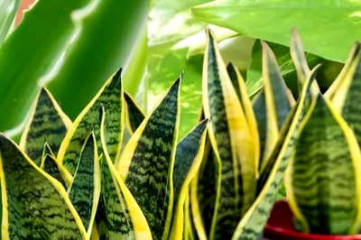 Green Therapy: How Touching Plants With Bare Hands Can Soothe Your Mind