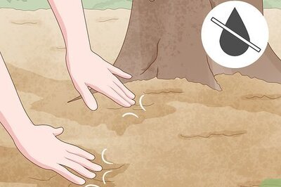 How to Take Care of an Avocado Tree