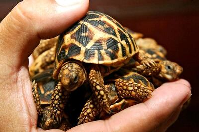 92 Tortoises Found on Train at Howrah Station, Three People Arrested for Smuggling