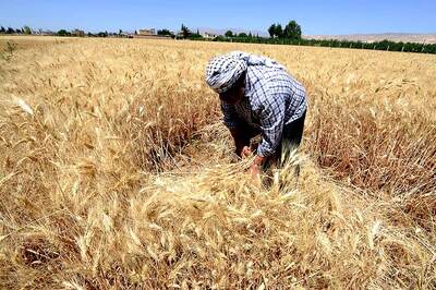 Get A Taste Of Holiday Farming In Punjab