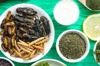 Insect-Based Dog Food: A Sustainable And Healthy Alternative