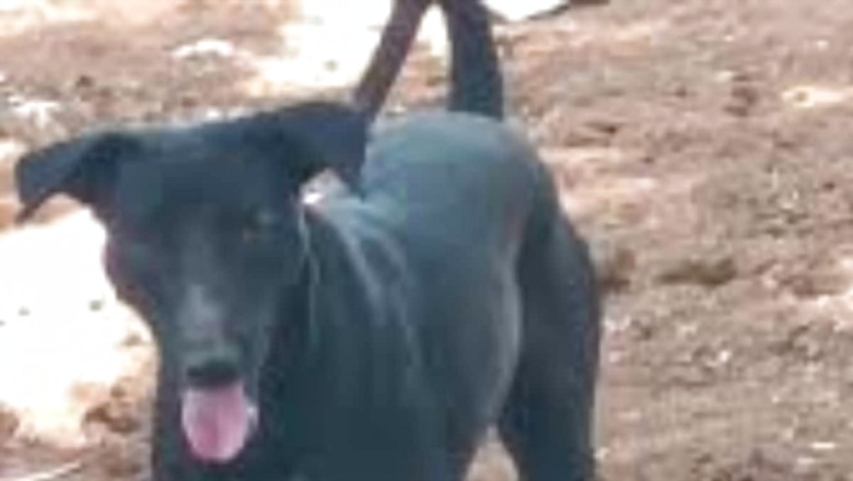 In Karnataka's Chitradurga, Dog Saves Sleeping Farmer From Cobra