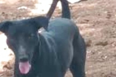 In Karnataka's Chitradurga, Dog Saves Sleeping Farmer From Cobra